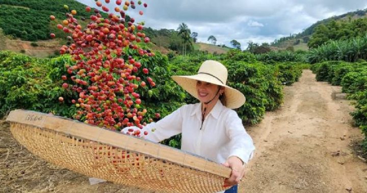 Dia Mundial do Café: cafeicultura transforma vidas em Caratinga, no Vale do Rio Doce